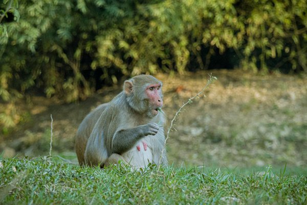 Idées reçues sur le cbd : démêlons le vrai du faux