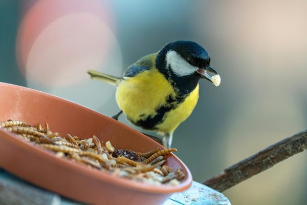 Vers de farine : les insectes, une source d'alimentation durable