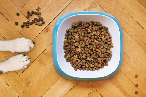 Croquettes sans gluten : une alimentation saine pour votre chien